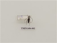 藏品(山崎花天牛)的圖片